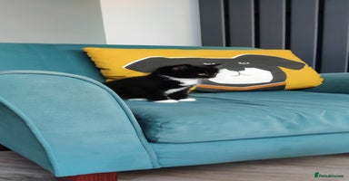 Mixed Breed cats - Advert 11