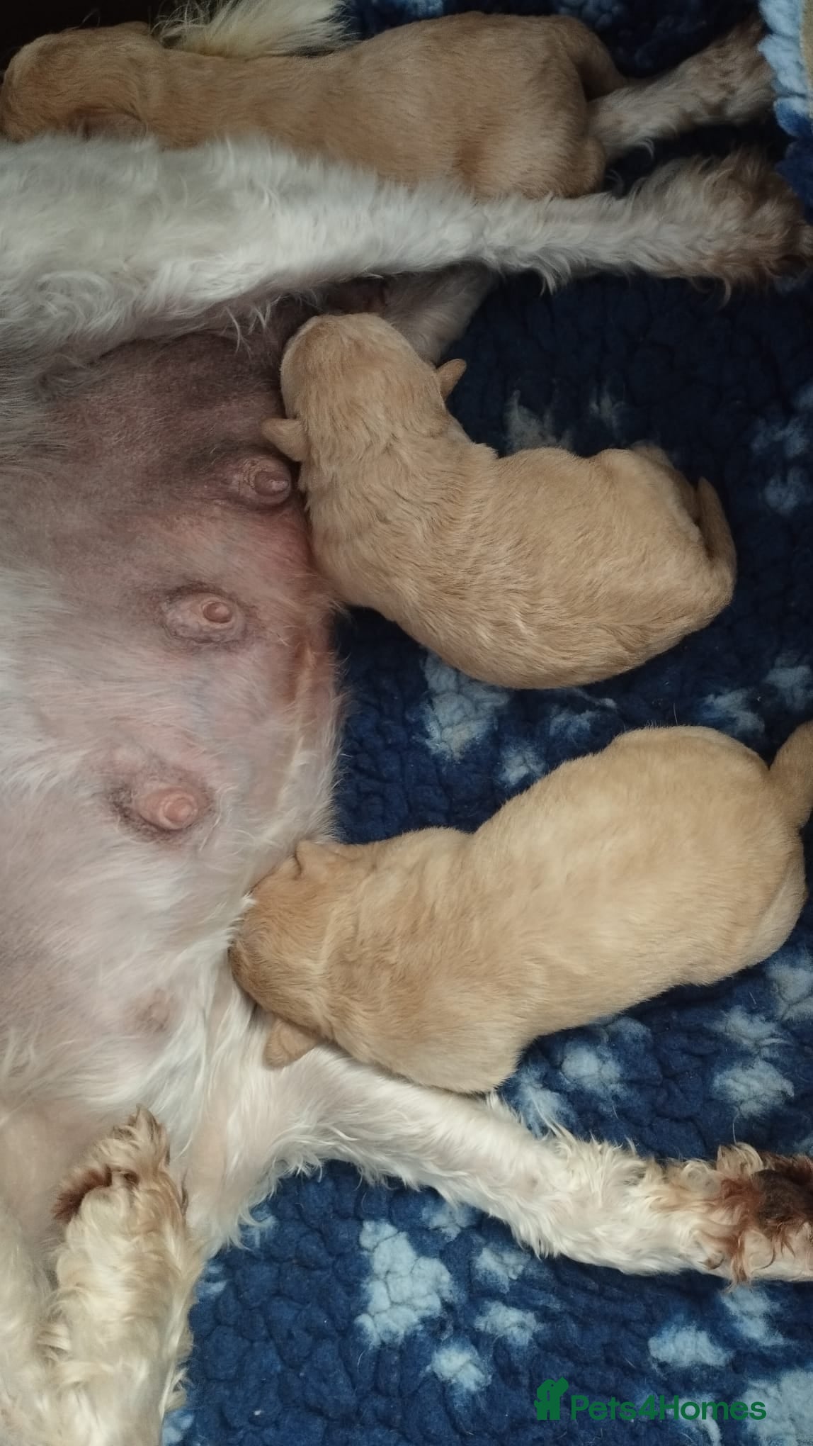 Schnoodle dogs for sale: Schnoodles 2x boy and 1x girl  in Bury Saint Edmunds - Advert 2