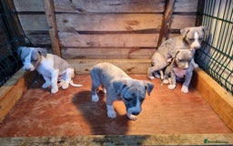Whippet dogs for sale: Kc whippets - Image 3