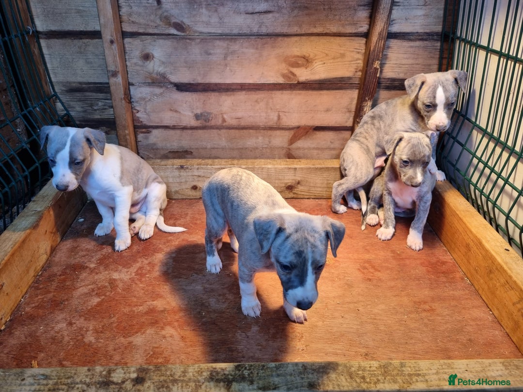 Whippet dogs for sale: Kc whippets - Image 3
