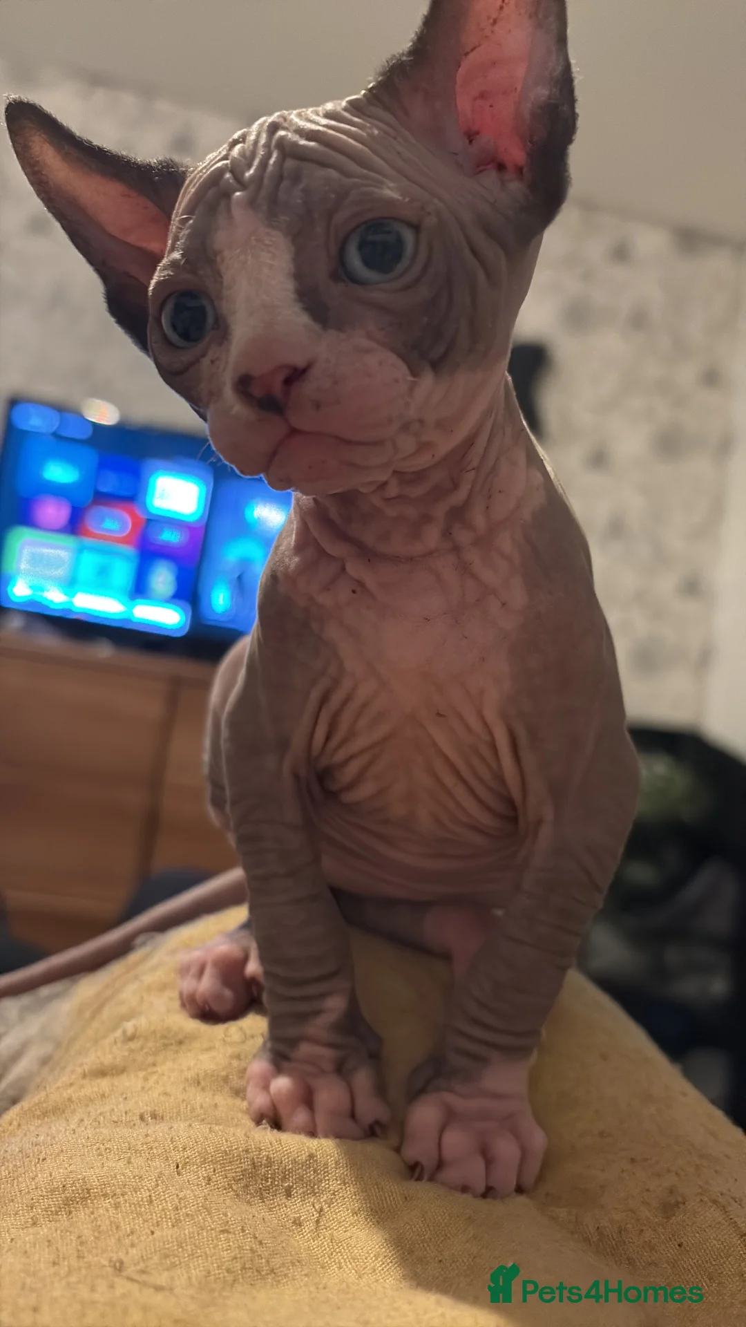 Sphynx cats for sale: Beautiful Sphynx babies  - Advert 14