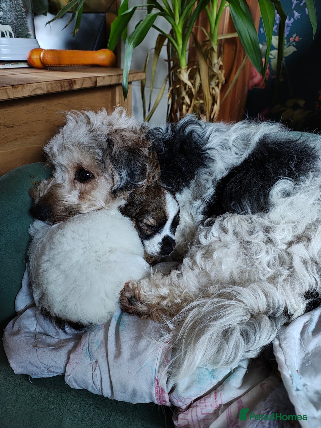 Mixed Breed dogs for sale: JACK RUSSEL X PUPPY ONLY 1 Female - Advert 3