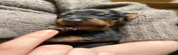 Miniature Dachshund dogs for sale: 2 x Miniature dachshund girls !  in Lincoln - Advert 18