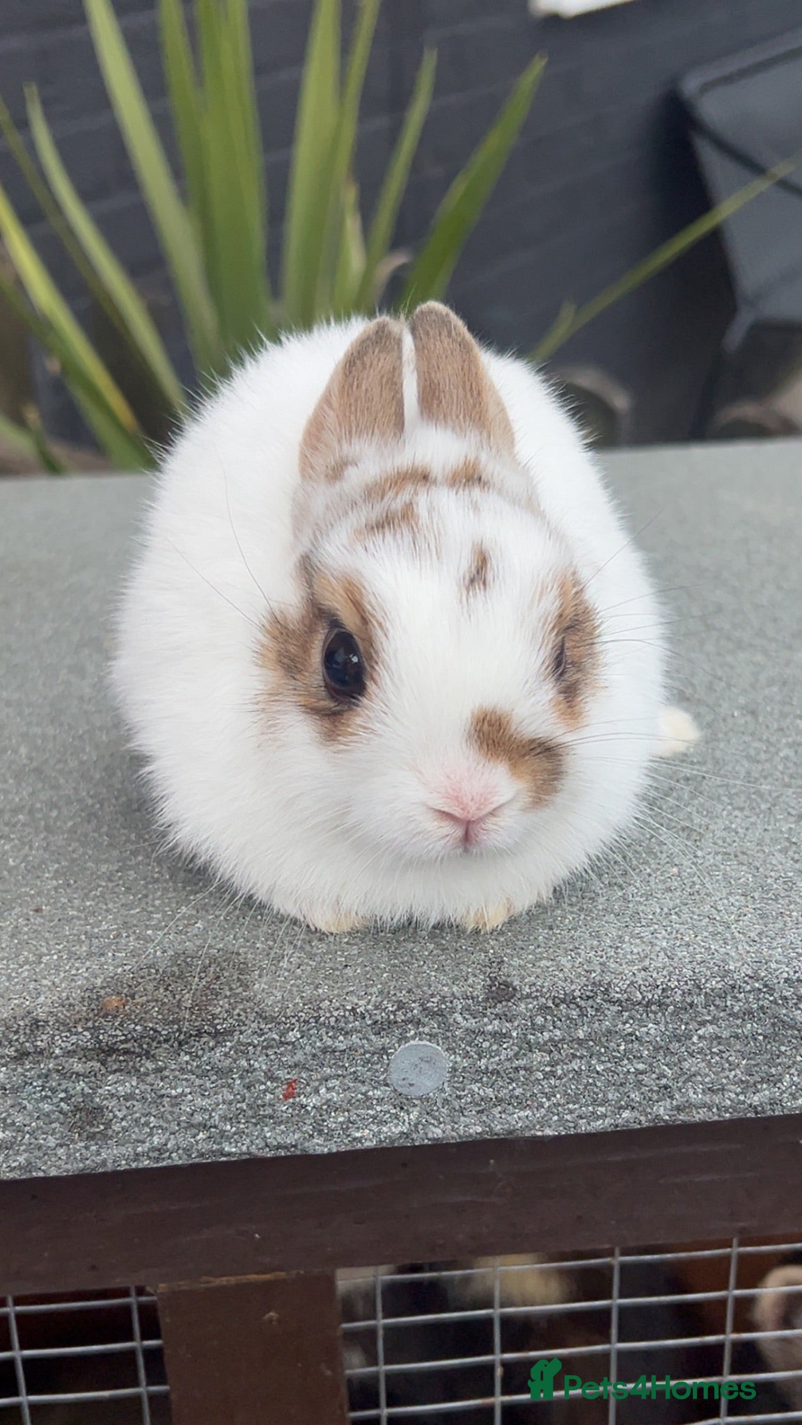 Netherland Dwarf rabbits Netherland dwarf boy left - Advert 17