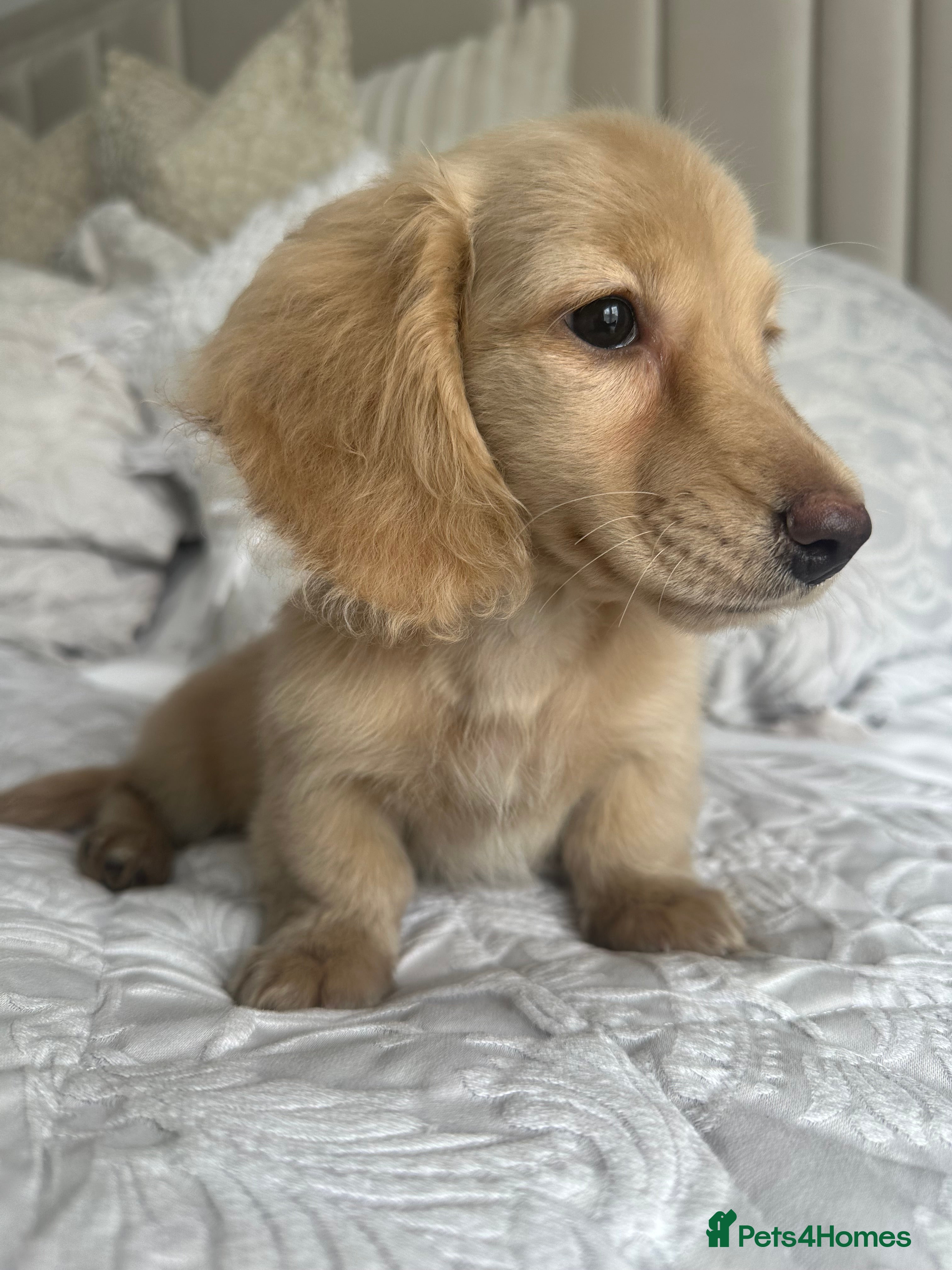 Miniature Dachshund dogs 👑CREAM LONG HAIRED DACHSHUNDS 👑 - Advert 2