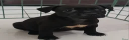 Staffordshire Bull Terrier dogs for sale: Amazing Champion Bred Blue and Black staffys   - Advert 20