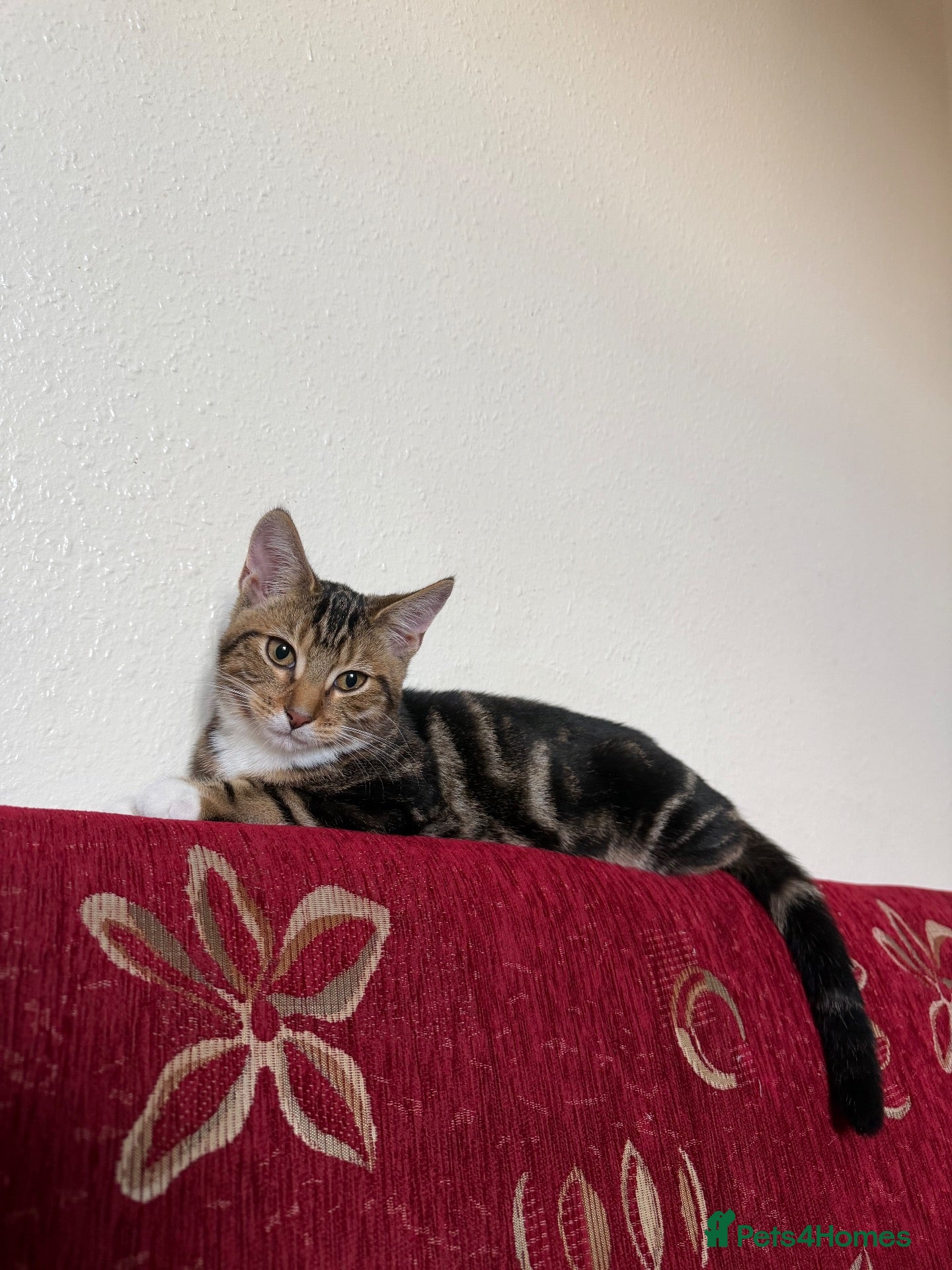 Mixed Breed cats Golden kitten for sale - Advert 1