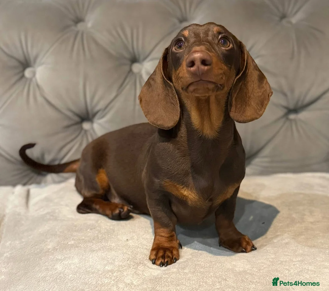 Miniature Dachshund dogs for stud: Stunning chocolate and tan mini Dacshund for stud  - Advert 1
