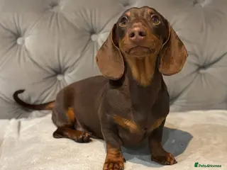 Miniature Dachshund dogs Stunning chocolate and tan mini Dacshund for stud - Advert 1