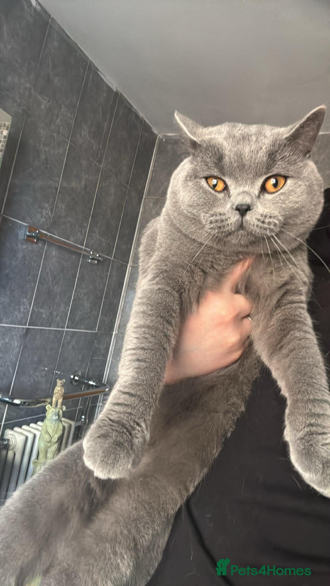 British Shorthair cats Beautiful British blue Boy - Advert 1