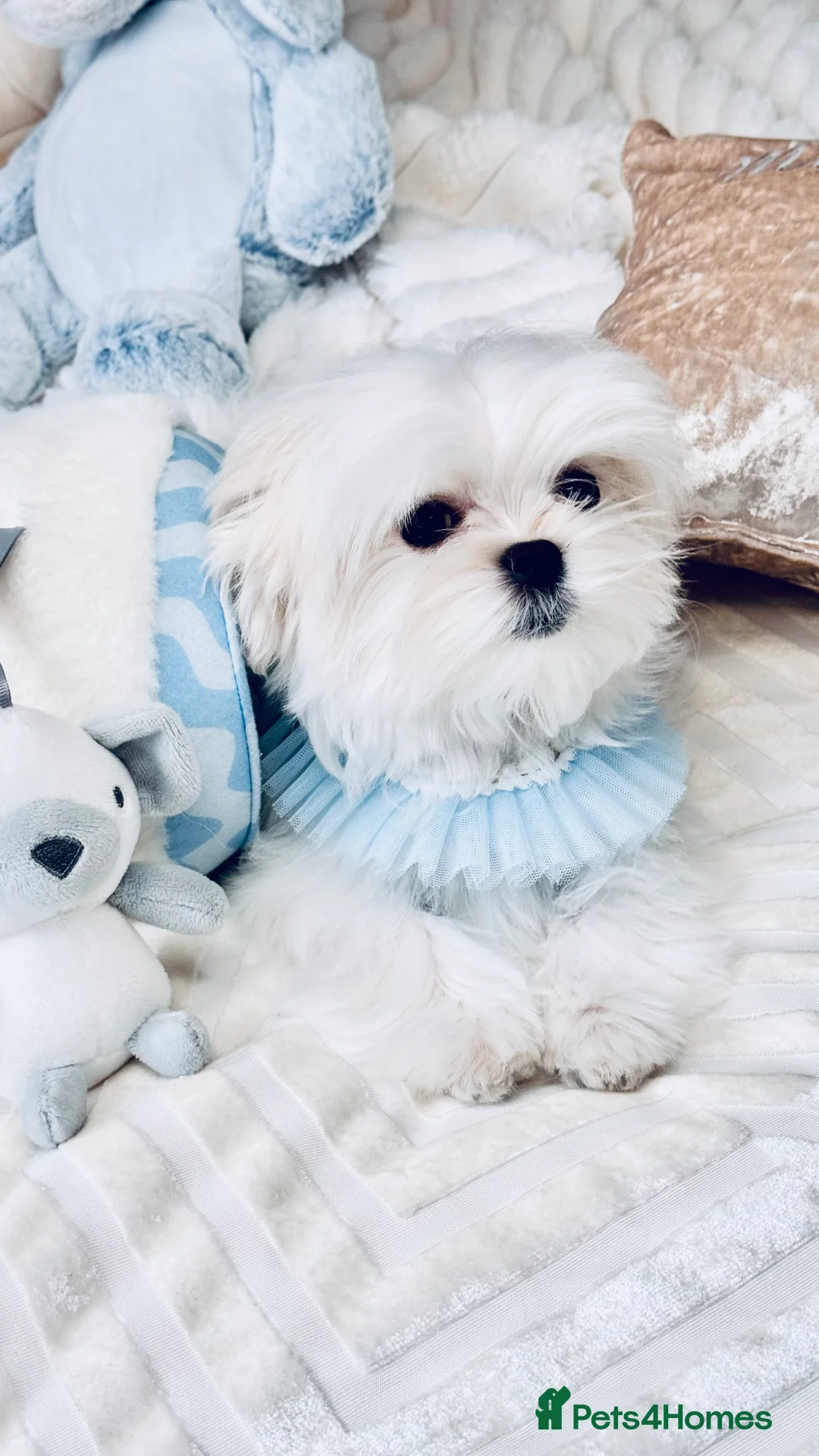 Maltese dogs for sale: 💎Last Boy Full Korean Maltese  Available💎 - Advert 6