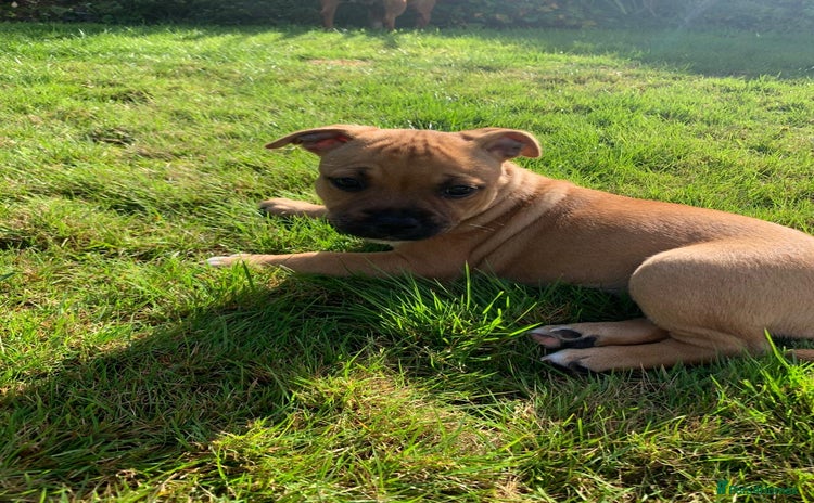 Staffordshire Bull Terrier dogs - Advert 1