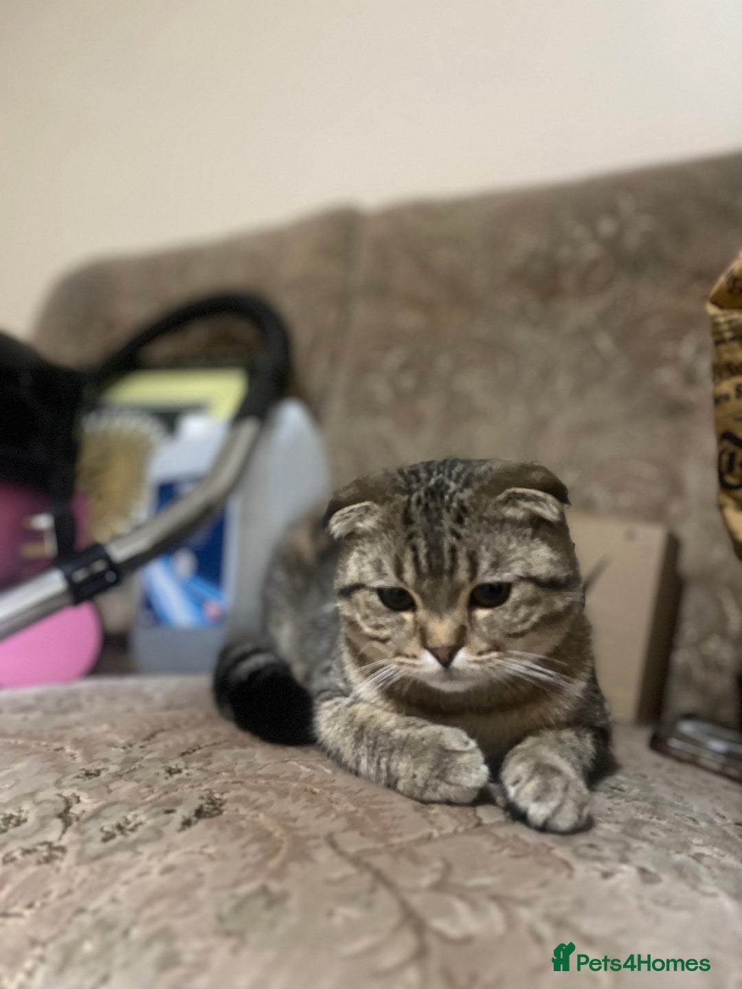 Scottish Fold cats for sale: Scottish fold male - Advert 5