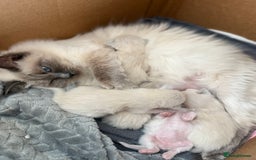 Ragdoll cats for sale: Ragdoll Kittens  - Image 5