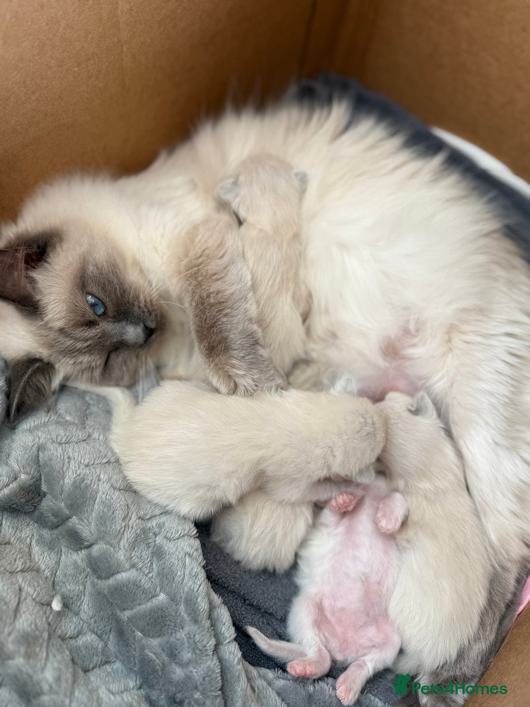 Ragdoll cats for sale: Ragdoll Kittens  - Image 5