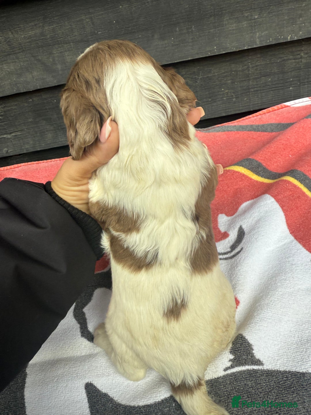 Cocker Spaniel dogs for sale: Cocker puppy 1 bitch left 3 boys  - Image 16