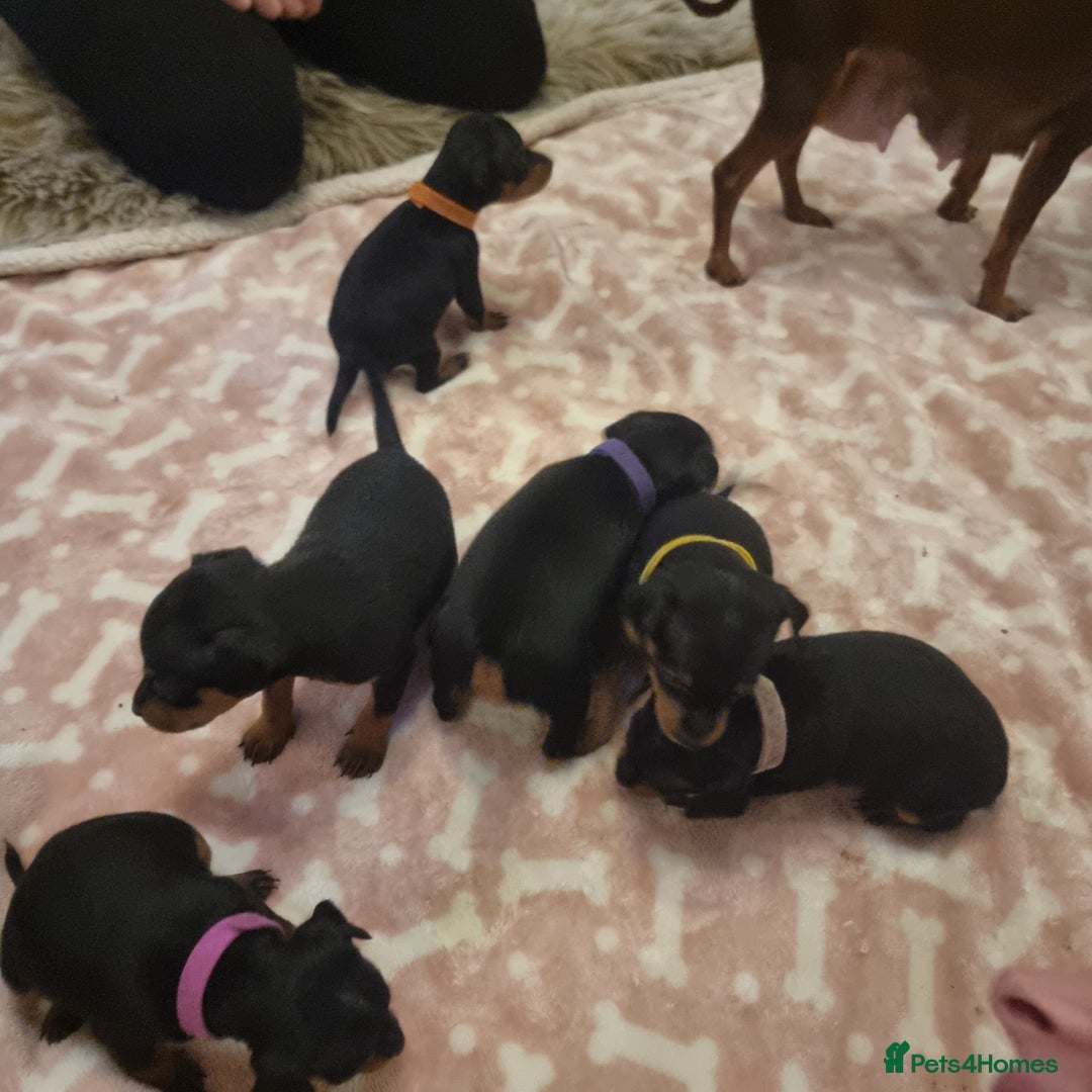 Miniature Pinscher dogs for sale: Miniature pinscher pups - Advert 9
