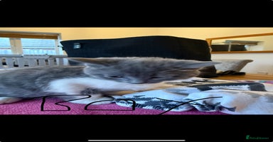 Domestic Shorthair cats - Advert 8