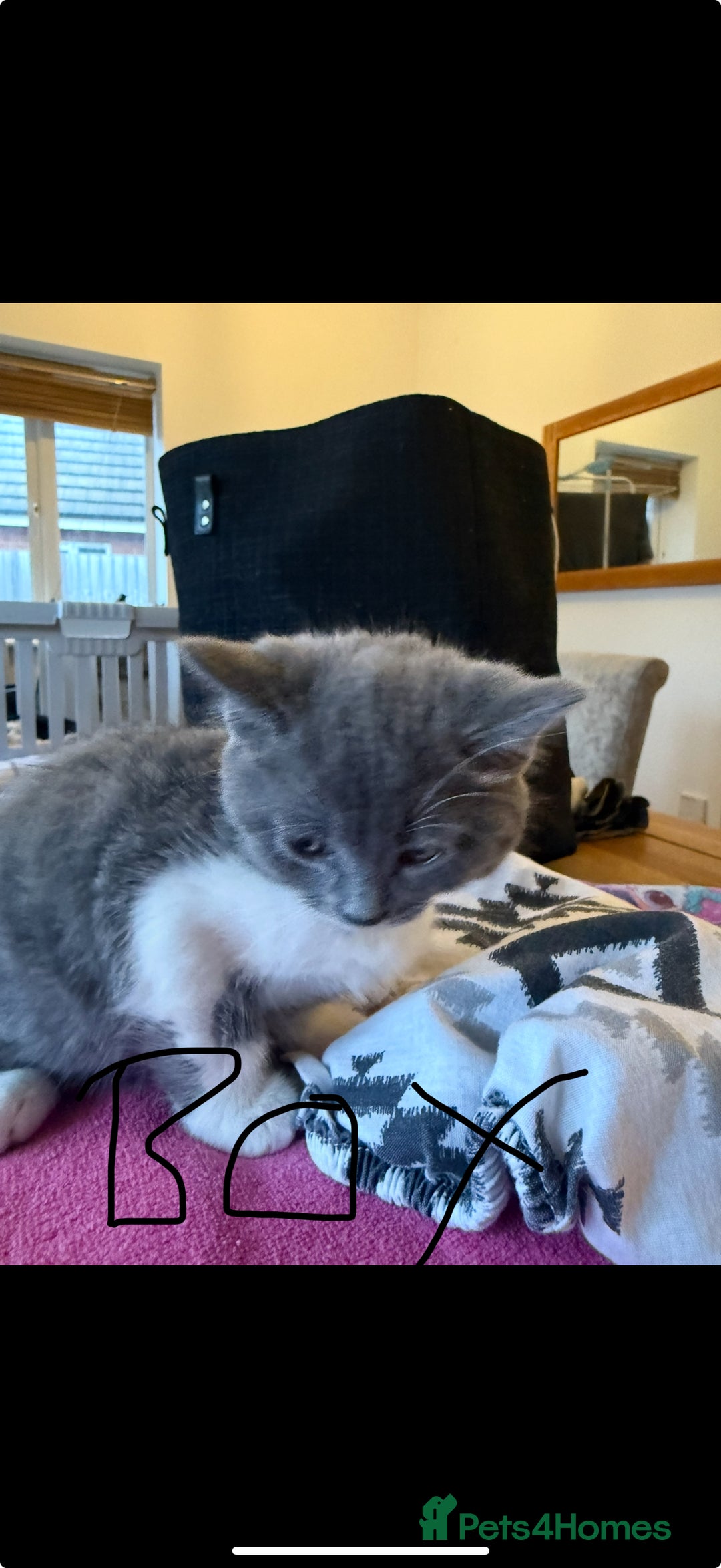 Domestic Shorthair cats for sale: 🤩🤩 6 beautiful babies 🤩🤩 - Image 2