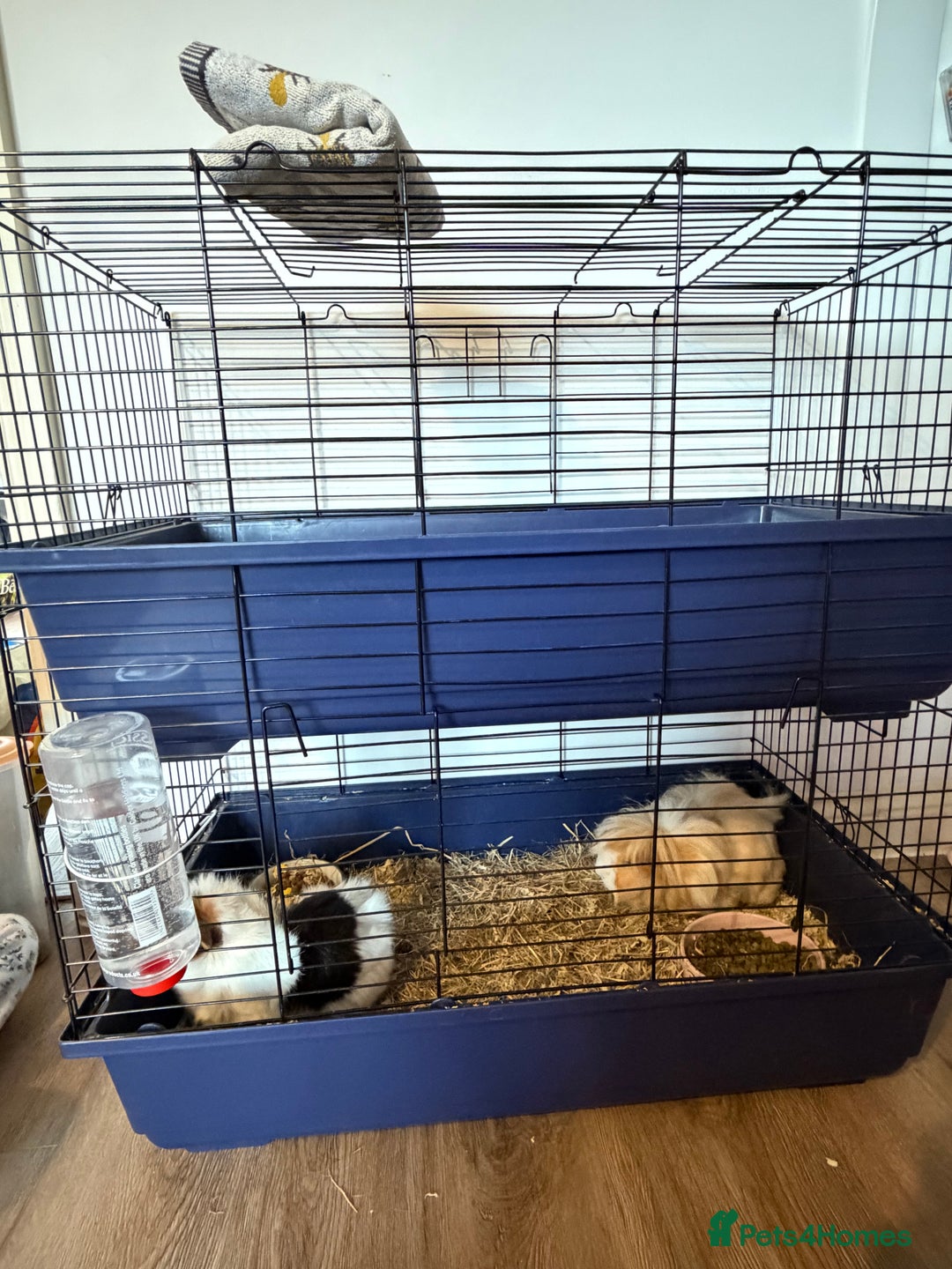 Guinea Pig rodents for sale: 2 female guinea pigs  - Advert 5