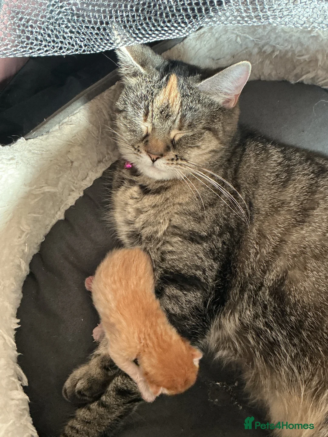 Mixed Breed cats for sale: Beautiful Fluffy Ginger Kitten  - Advert 2