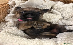 Border Terrier dogs for sale: Gorgeous Border Terrier Puppies looking for homes - Image 10