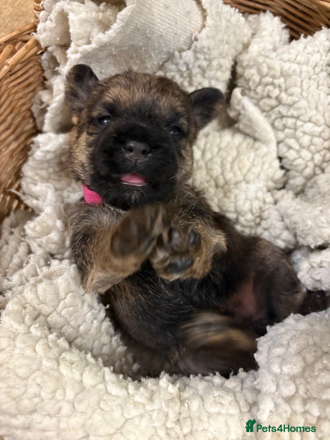 Border Terrier dogs for sale: Gorgeous Border Terrier Puppies looking for homes - Image 10