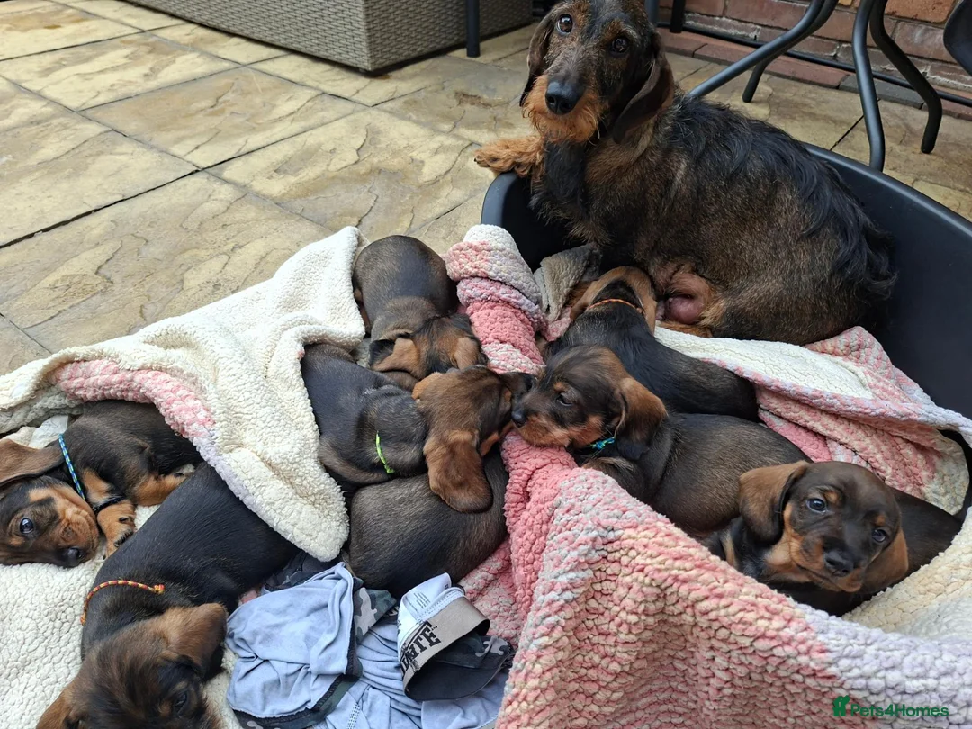 Dachshund dogs for sale: Standard wire haired dachshund puppies. in Canvey Island - Advert 4