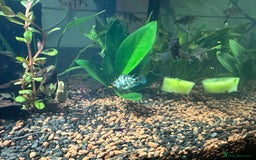 Cichlids fish for sale: Polar Blue Parrot Fish - Image 6