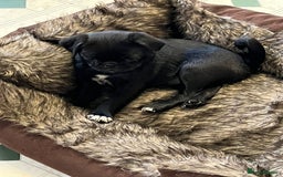 Pug dogs for sale: 2x 14month black pug bitches - Image 14