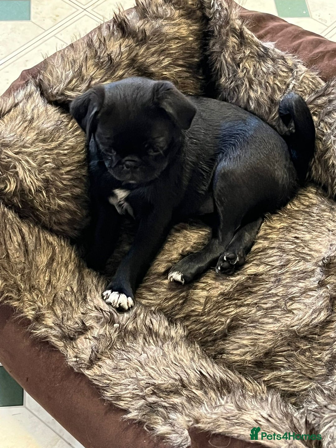 Pug dogs for sale: 2x 14month black pug bitches - Image 14