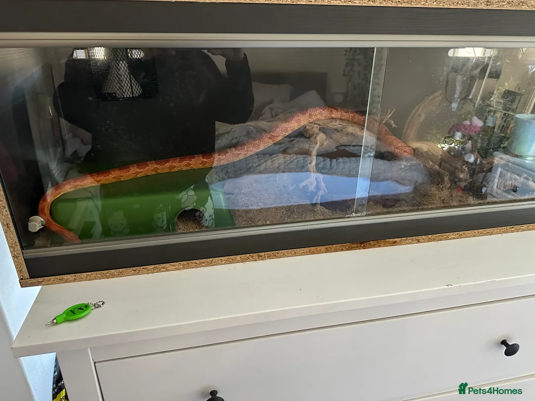 Corn Snake reptiles for sale: 3 year old male corn snake - Advert 2