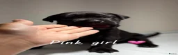 Cane Corso dogs for sale: CANE CORSO PUPPIES. 🐾🐾VIEWINGS NOW WELCOME🐾🐾 - Advert 12