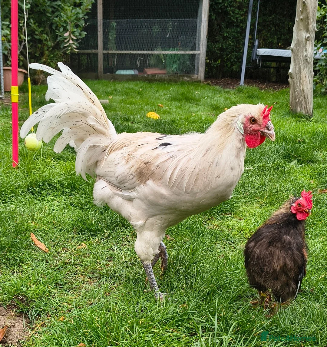 Chickens poultry for sale: White La Fleche Cockerel  - Advert 1