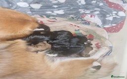 Mixed Breed dogs for sale: Cava corgi puppies - Image 1