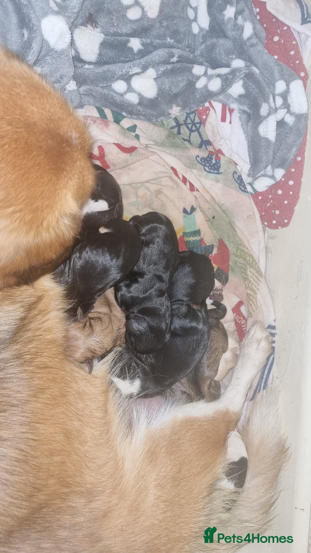 Mixed Breed dogs for sale: Cava corgi puppies - Image 1