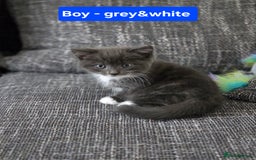 Siberian cats for sale: Siberian mix stunning kittens  - Image 8