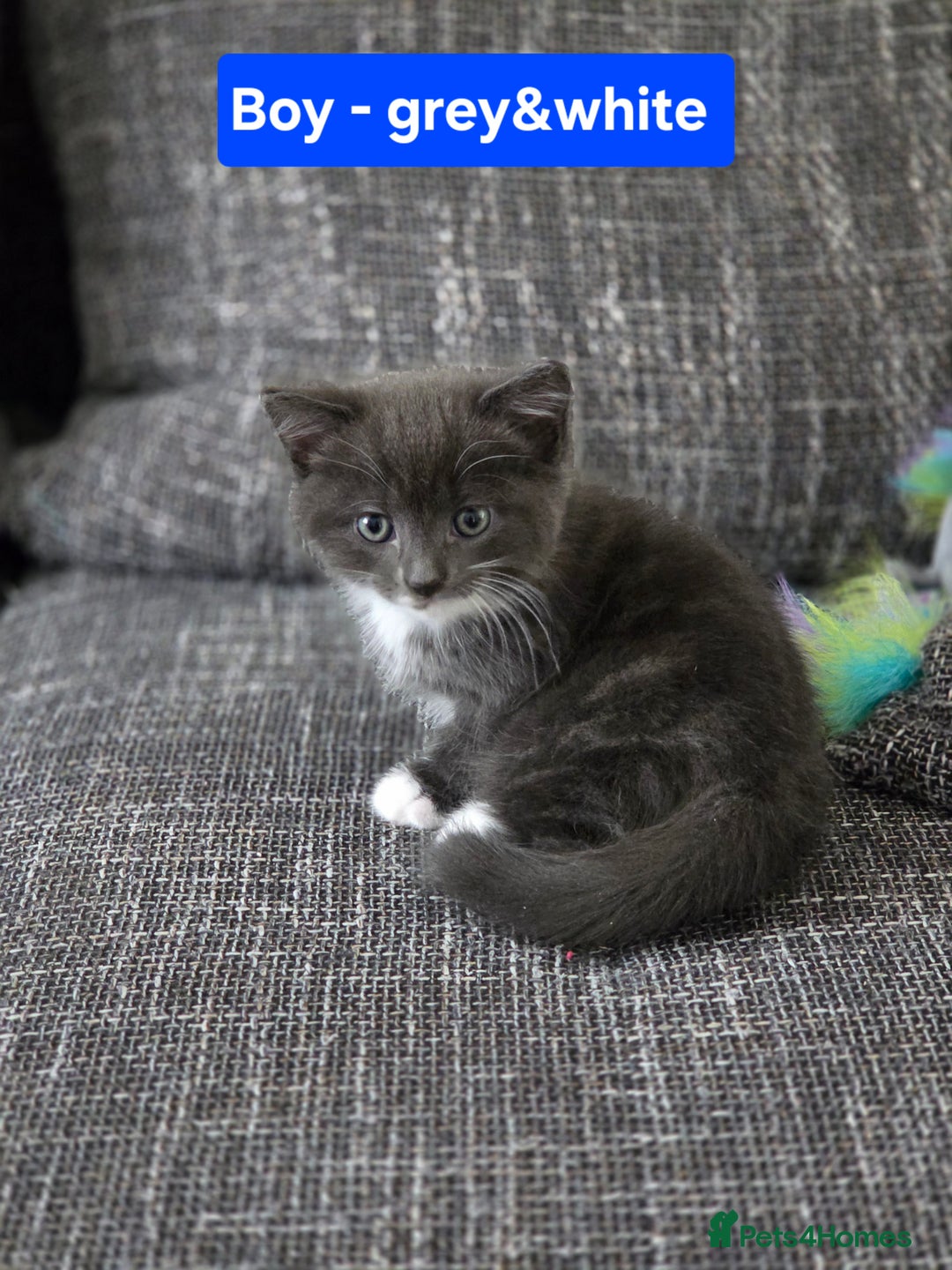 Siberian cats for sale: Siberian mix stunning kittens  - Image 8