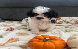 Mixed Breed dogs for sale: Maltese cross La Chon puppies  - Image 31
