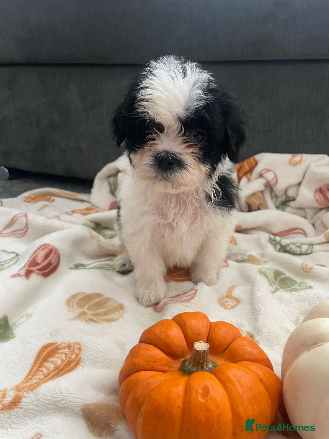 Mixed Breed dogs for sale: Maltese cross La Chon puppies  - Image 31