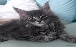 Maine Coon cats for sale: Beautiful female full Maine coon kittens  - Image 14