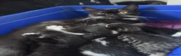 Mixed Breed cats for sale: Beautiful Tabby Kittens – Loving Forever Homes - Advert 15
