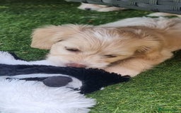 Chinese Crested dogs for sale: 5 beautiful Chinese crested puffs 3 girls 2 boys - Image 7