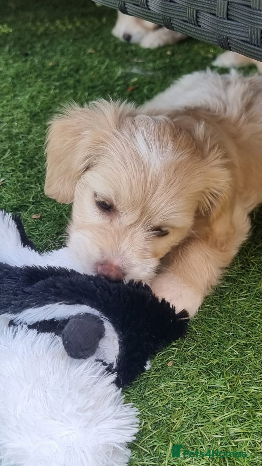 Chinese Crested dogs for sale: 5 beautiful Chinese crested puffs 3 girls 2 boys - Image 7