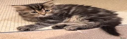 Persian cats for sale: Beautiful Persian Cross Kittens - 4 little ladies - Advert 25