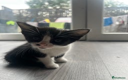 Maine Coon cats for sale: Kittens for sale  - Image 4