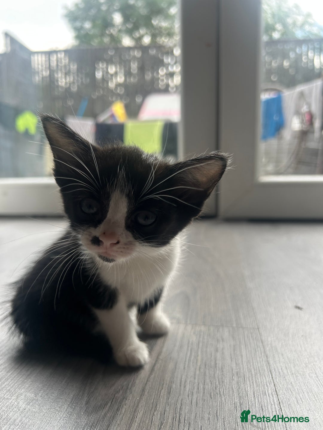 Maine Coon cats for sale: Kittens for sale  - Image 4