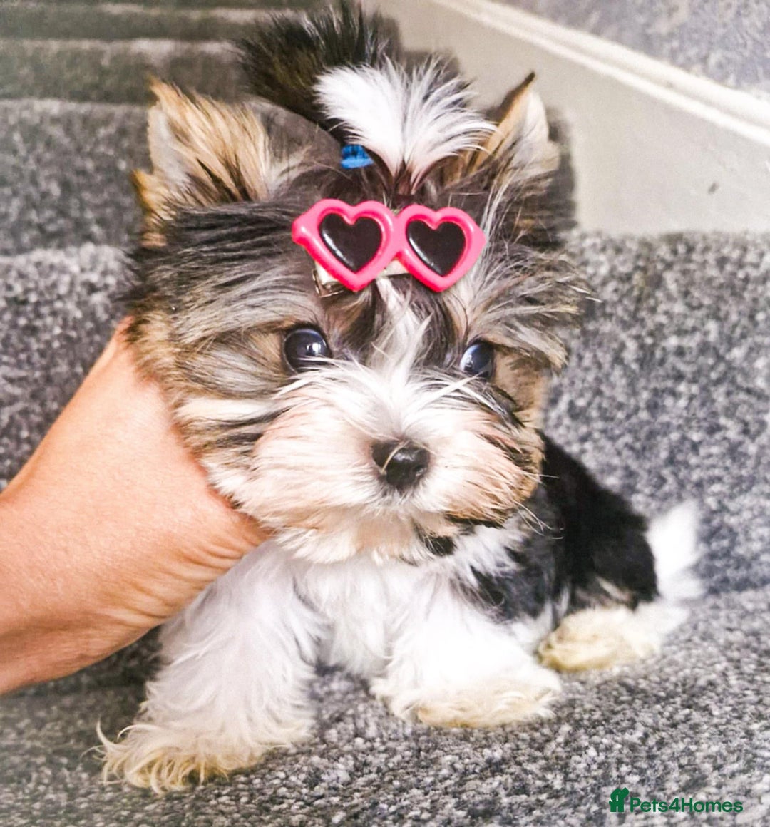 Yorkshire Terrier dogs for sale: Xxs Boy  in Hereford - Image 1