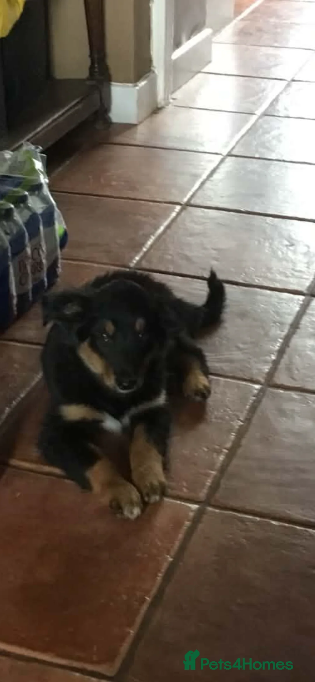 Border Collie dogs for sale: TWO ADORABLE BORDER COLLIE PUPPIES  - Advert 6