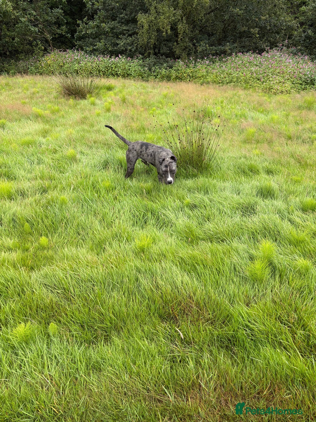 Greyhound dogs for stud: Collie bull greyhound  - Image 2